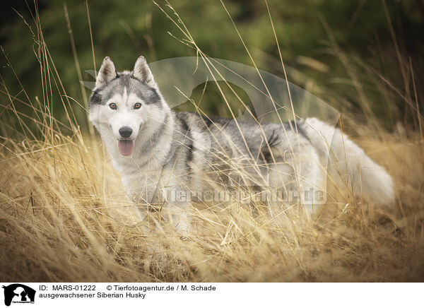 ausgewachsener Siberian Husky / MARS-01222