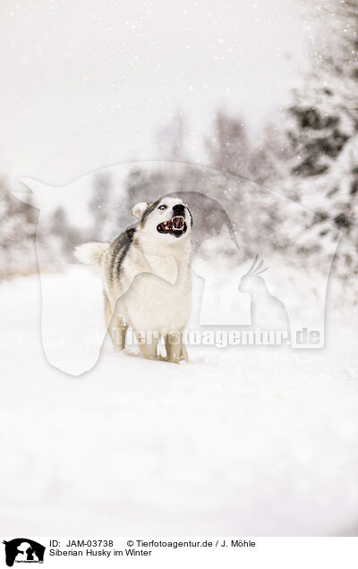 Siberian Husky im Winter / JAM-03738