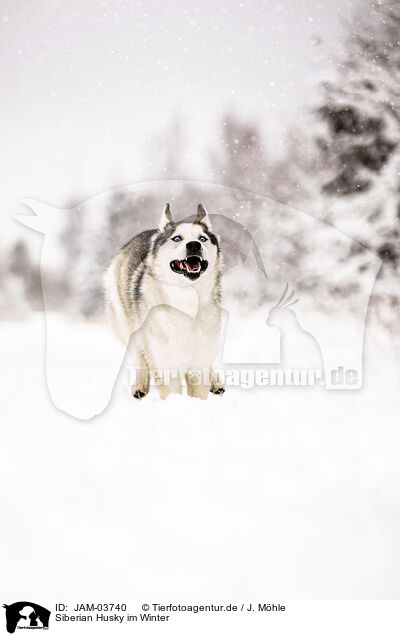 Siberian Husky im Winter / JAM-03740