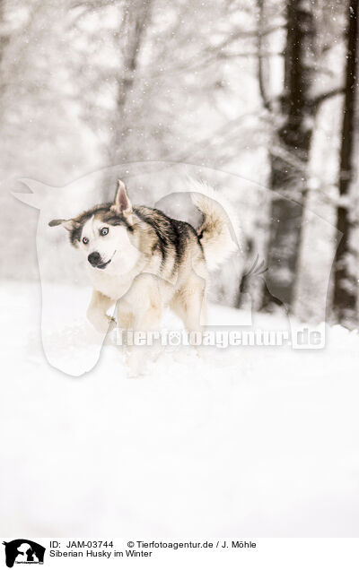 Siberian Husky im Winter / JAM-03744