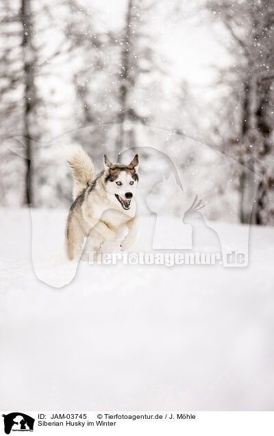 Siberian Husky im Winter / JAM-03745