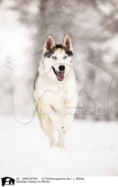 Siberian Husky im Winter / JAM-03746