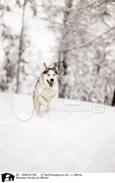 Siberian Husky im Winter / JAM-03748