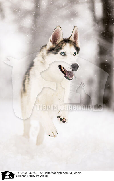 Siberian Husky im Winter / JAM-03749