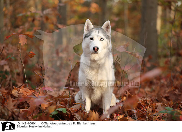 Siberian Husky im Herbst / Siberian Husky in autumn / KB-10601