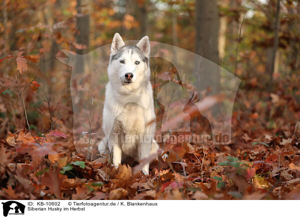 Siberian Husky im Herbst / KB-10602