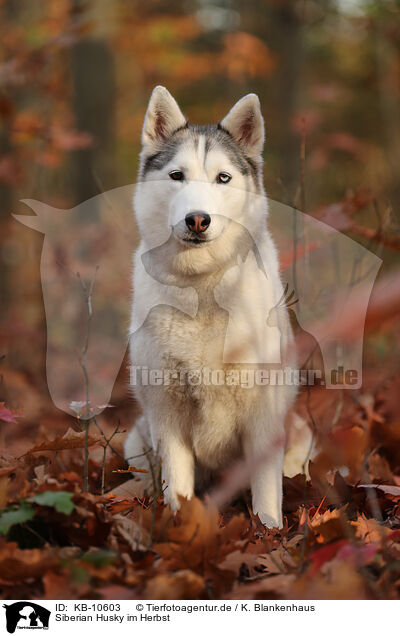 Siberian Husky im Herbst / Siberian Husky in autumn / KB-10603