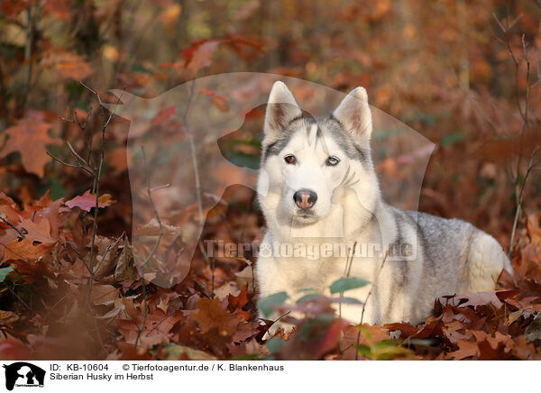 Siberian Husky im Herbst / KB-10604