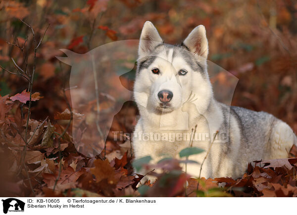 Siberian Husky im Herbst / Siberian Husky in autumn / KB-10605
