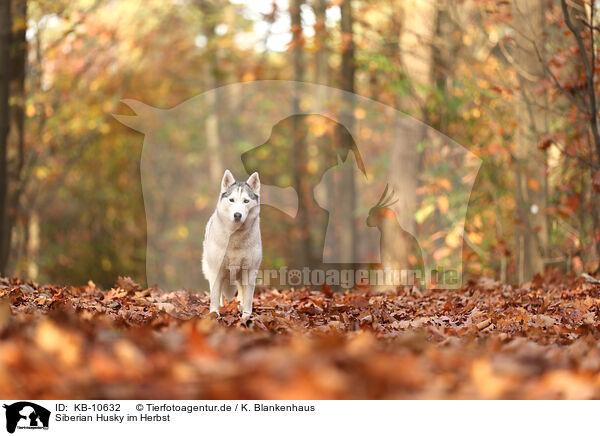 Siberian Husky im Herbst / KB-10632