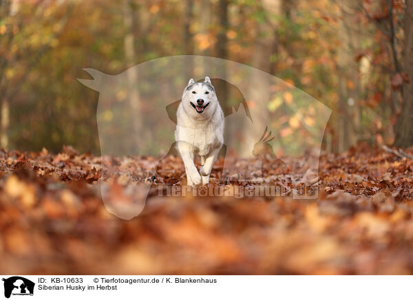 Siberian Husky im Herbst / Siberian Husky in autumn / KB-10633