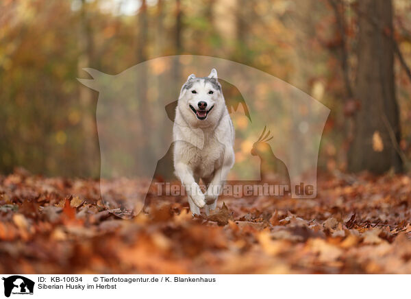 Siberian Husky im Herbst / KB-10634