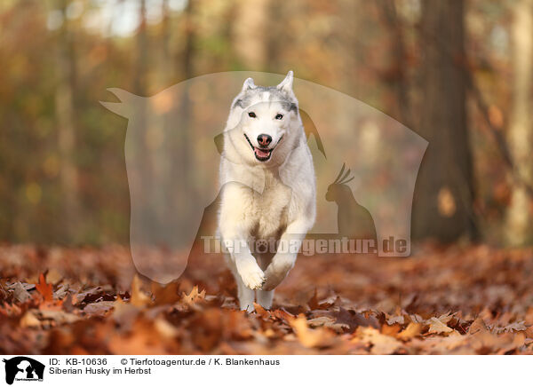 Siberian Husky im Herbst / Siberian Husky in autumn / KB-10636