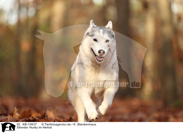 Siberian Husky im Herbst / KB-10637