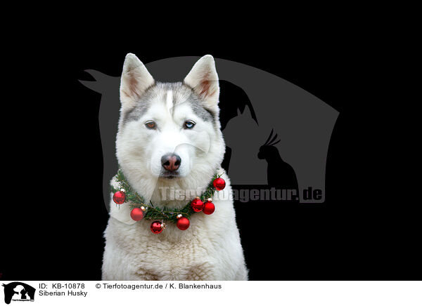 Siberian Husky / Siberian Husky / KB-10878