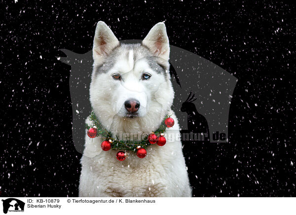 Siberian Husky / KB-10879