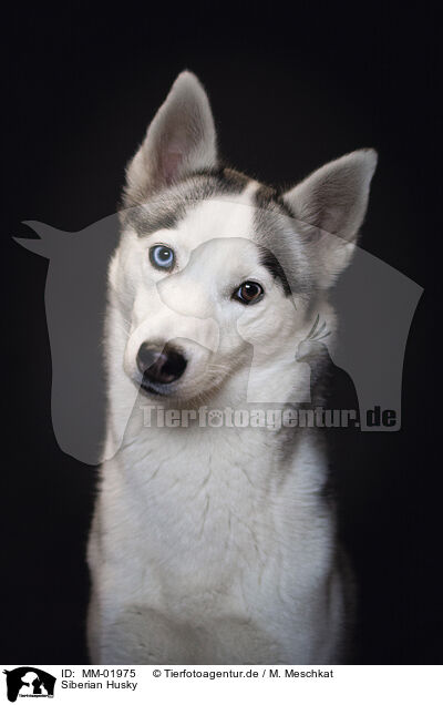 Siberian Husky / Siberian Husky / MM-01975