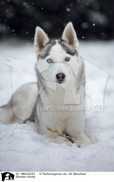 Siberian Husky / Siberian Husky / MM-02043