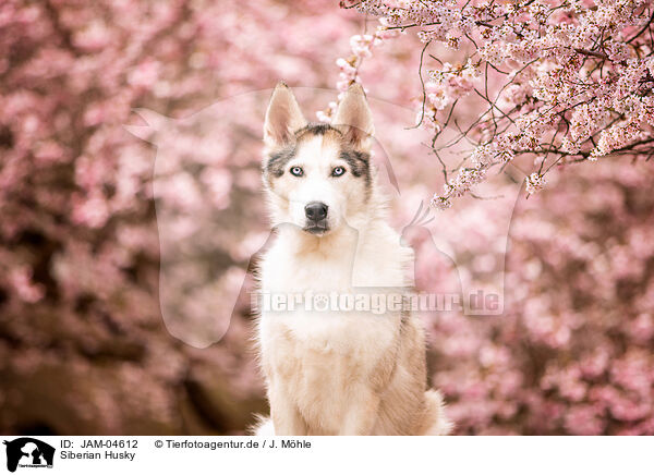 Siberian Husky / Siberian Husky / JAM-04612