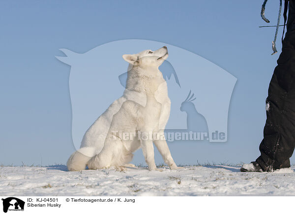 Siberian Husky / KJ-04501