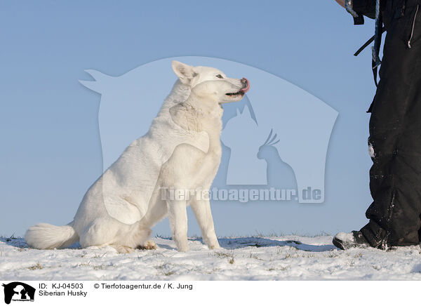 Siberian Husky / Siberian Husky / KJ-04503