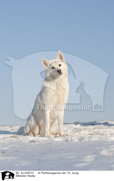 Siberian Husky / Siberian Husky / KJ-04513