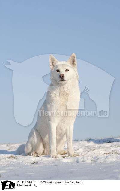 Siberian Husky / Siberian Husky / KJ-04514