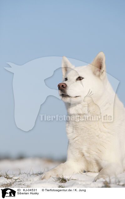 Siberian Husky / KJ-04531