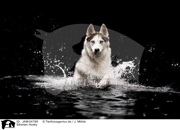 Siberian Husky / Siberian Husky / JAM-04788