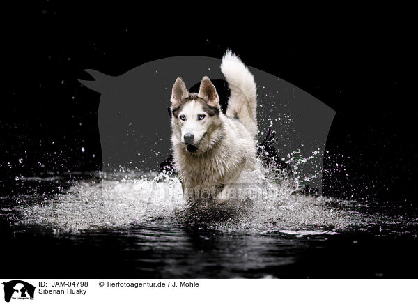 Siberian Husky / Siberian Husky / JAM-04798