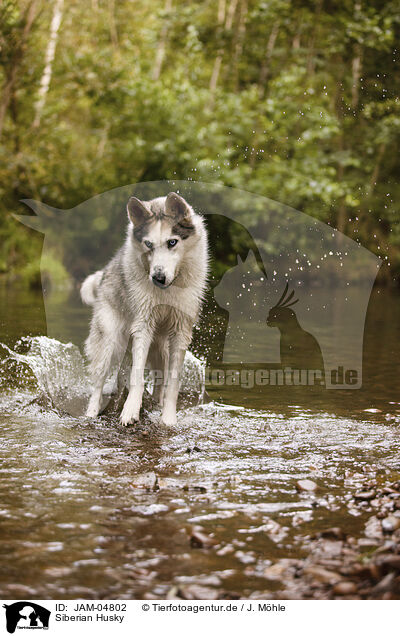 Siberian Husky / JAM-04802