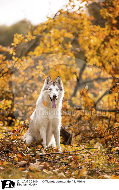 Siberian Husky / Siberian Husky / JAM-05140