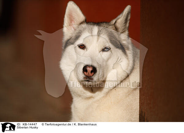 Siberian Husky / Siberian Husky / KB-14447