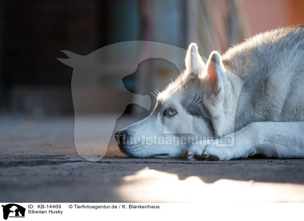 Siberian Husky / KB-14469