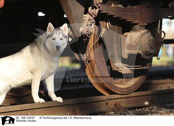 Siberian Husky / Siberian Husky / KB-14537