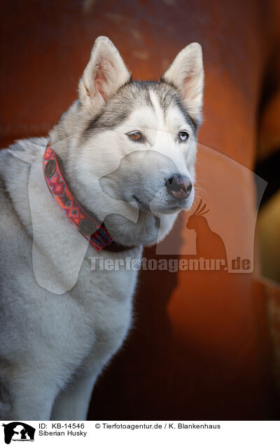 Siberian Husky / Siberian Husky / KB-14546