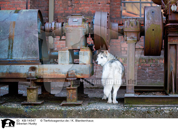 Siberian Husky / KB-14547