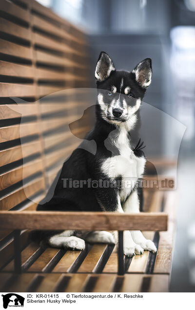 Siberian Husky Welpe / KR-01415