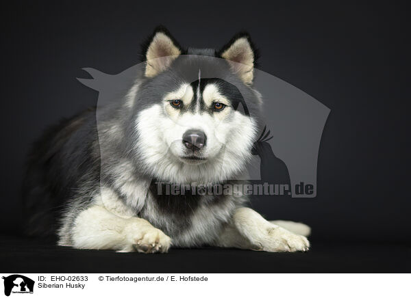 Siberian Husky / EHO-02633
