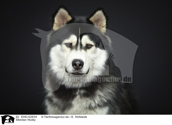 Siberian Husky / EHO-02634