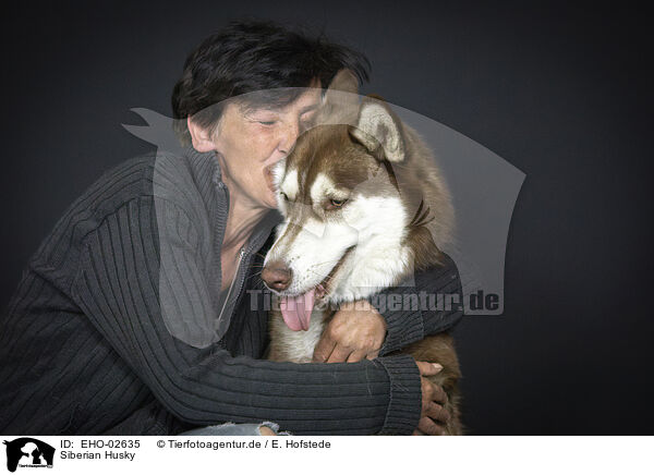 Siberian Husky / EHO-02635
