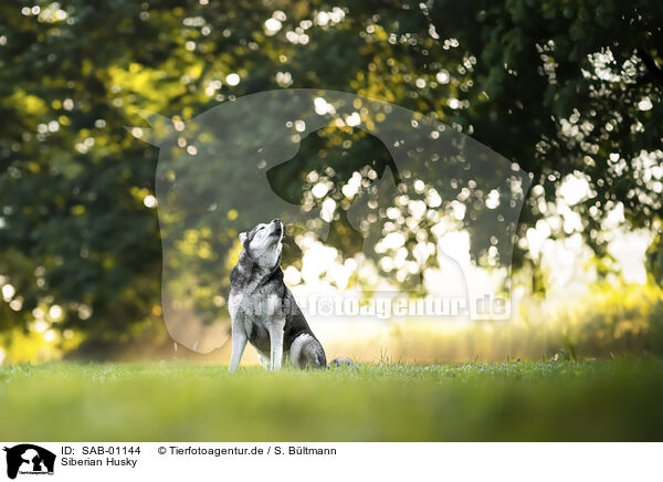 Siberian Husky / Siberian Husky / SAB-01144