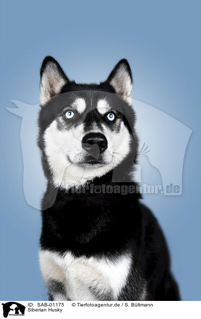 Siberian Husky / SAB-01175