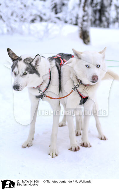 Siberian Huskys / MAW-01308