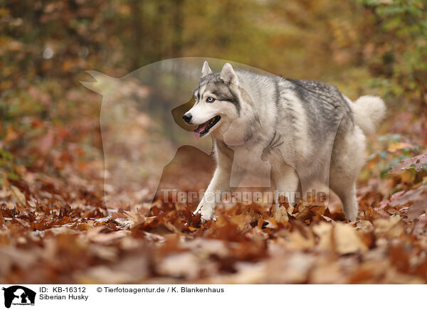 Siberian Husky / KB-16312