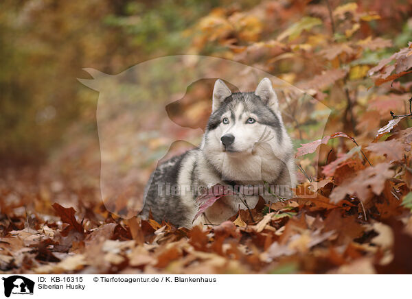 Siberian Husky / Siberian Husky / KB-16315