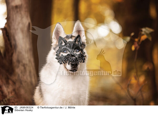Siberian Husky / JAM-06324