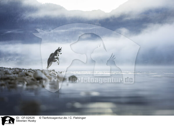 Siberian Husky / CF-02626