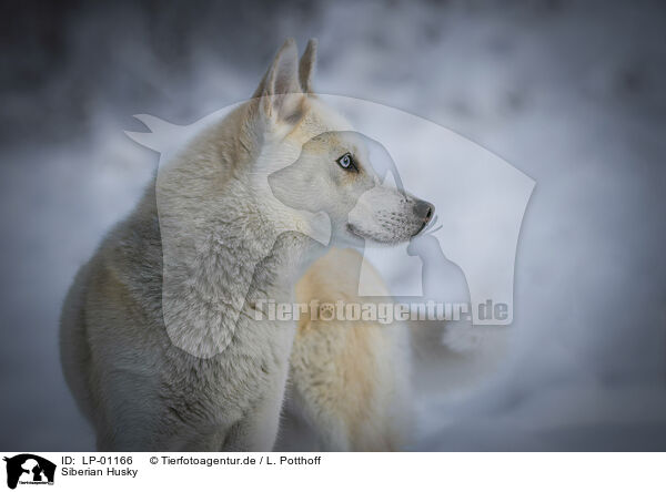 Siberian Husky / Siberian Husky / LP-01166