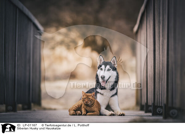 Siberian Husky und Hauskatze / Siberian Husky and domestic cat / LP-01167